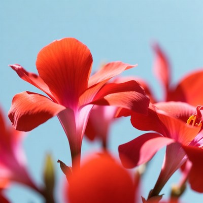 Red Geranium Flowers Against Blue Sky