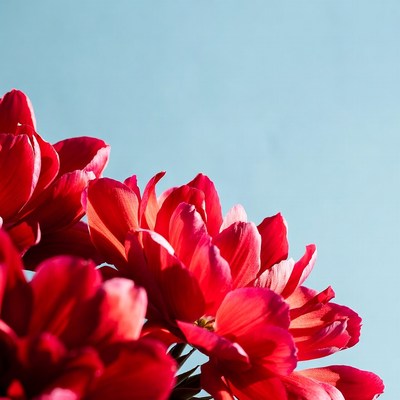 Red Tulips Against Blue Sky