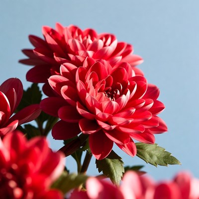 Red Dahlia Flowers on Blue Background