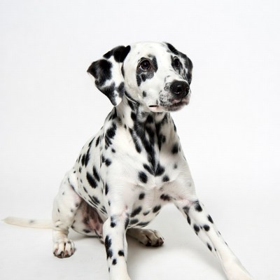 Dalmatian puppy sitting on white background