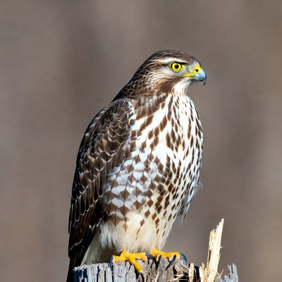 Red-tailed Hawk Perched on Post
