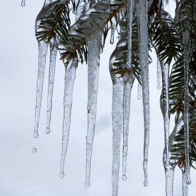 Icicles Hanging from Pine Branches