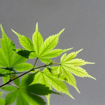 Vibrant green Japanese maple leaves