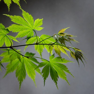 Japanese Maple Leaves on Branch