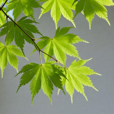Bright green Japanese maple leaves