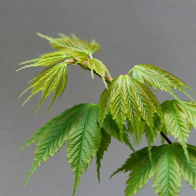 Fresh green maple leaves branch
