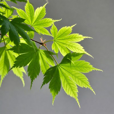 Bright green Japanese maple leaves