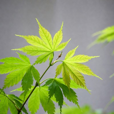 Green Japanese Maple Leaves