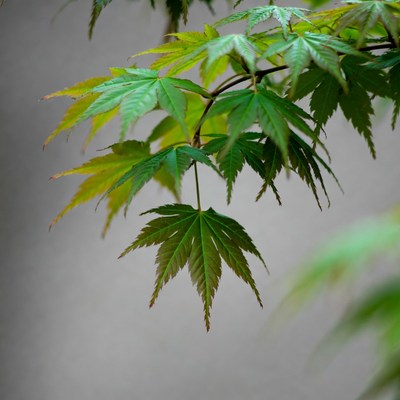 Japanese Maple Leaves on Gray Background