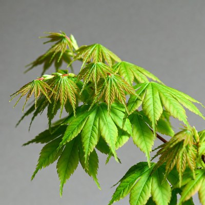 Japanese Maple Leaves Closeup