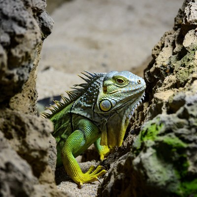 Green iguana on rocky sand