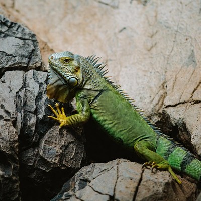 Green iguana on rocks