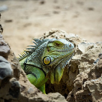 Green iguana on sandy rock