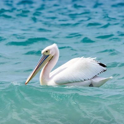 White pelican swimming in turquoise water