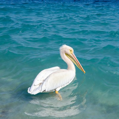 White pelican standing in turquoise water