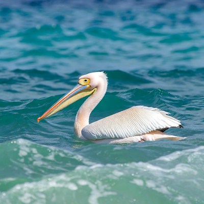White pelican swimming in turquoise water