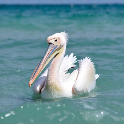 White pelican swimming in turquoise water