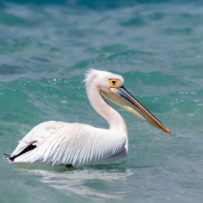 White pelican swimming in turquoise water