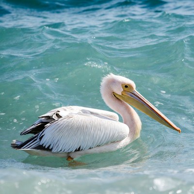 White pelican swimming in turquoise water