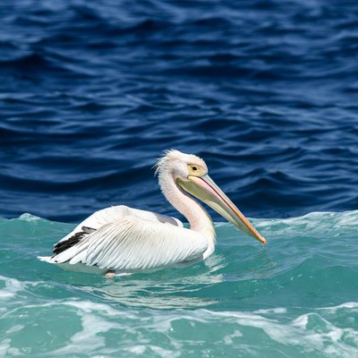 White pelican swimming in ocean