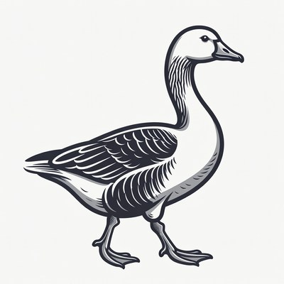 Snow Goose Illustration