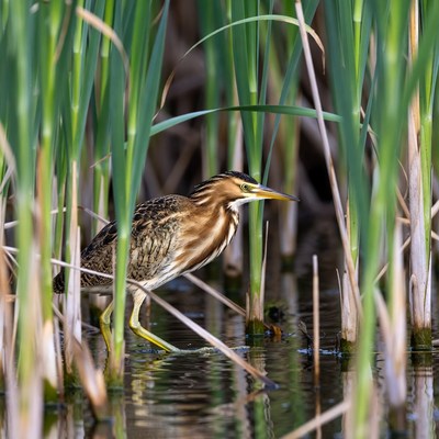 Bittern wading in green reeds