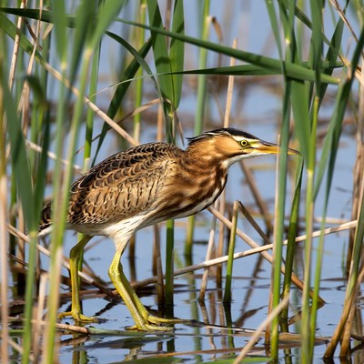 Bittern standing in reeds