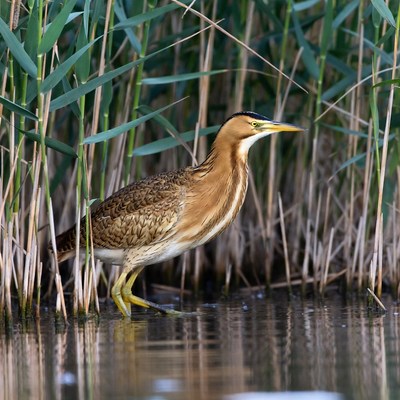 Bittern standing in reeds