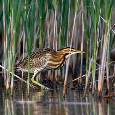 Bittern wading in reeds