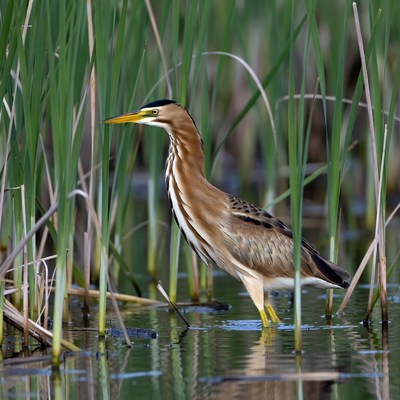 Rufous heron in marsh reeds