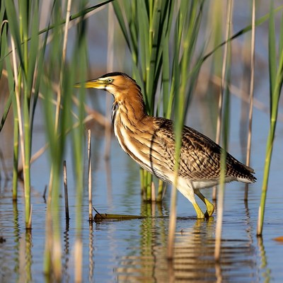 Rufous Heron in Reeds