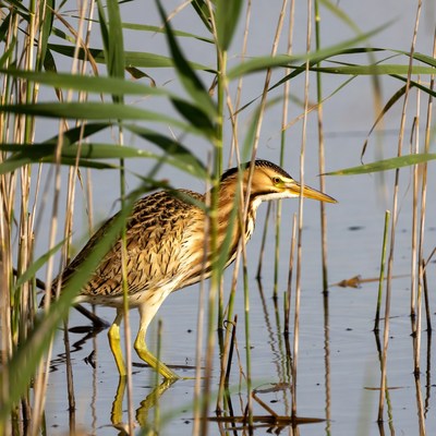 Bittern hiding in reeds