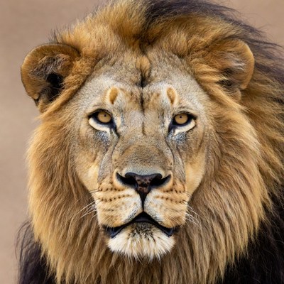 Close-up lion face with mane