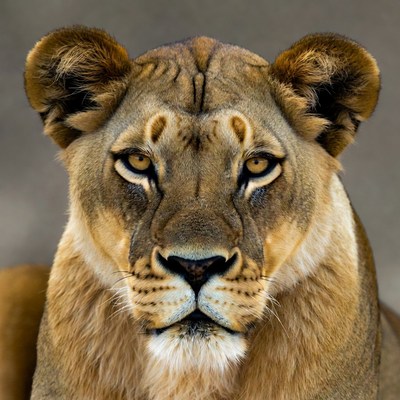 Close-up lioness portrait