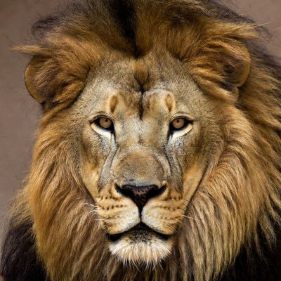 Close-up lion face portrait