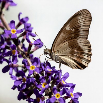 Brown butterfly on purple flowers