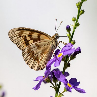 Butterfly on purple flowers
