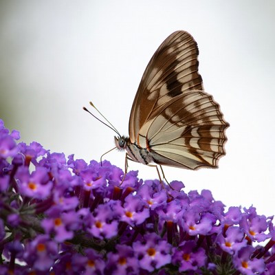Brown butterfly on purple flowers