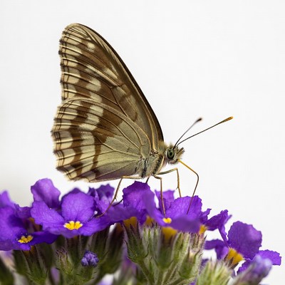 Brown butterfly on purple flowers