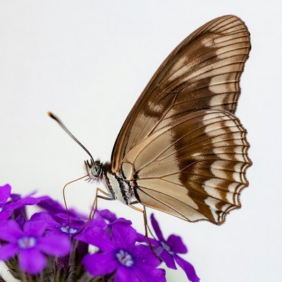 Brown butterfly on purple flowers