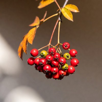 Red Mountain Ash Berries on Branch