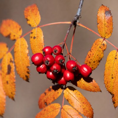 Red Mountain Ash Berries on Autumn Branch