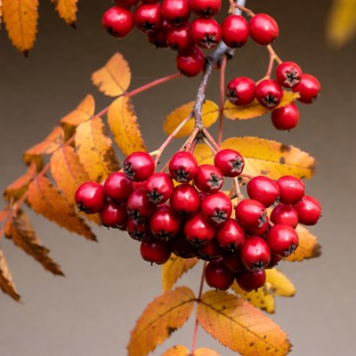 Red Mountain Ash Berries on Autumn Branch