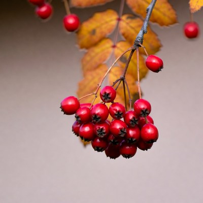 Red Mountain Ash Berries with Autumn Leaves