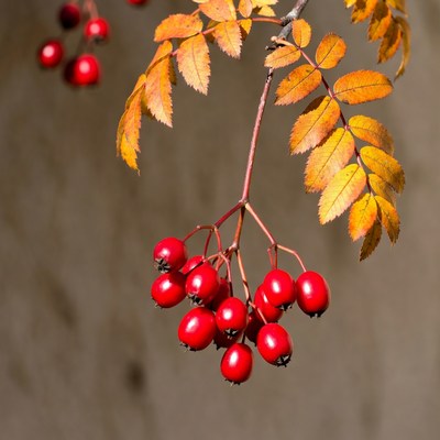 Red Mountain Ash Berries on Autumn Branch