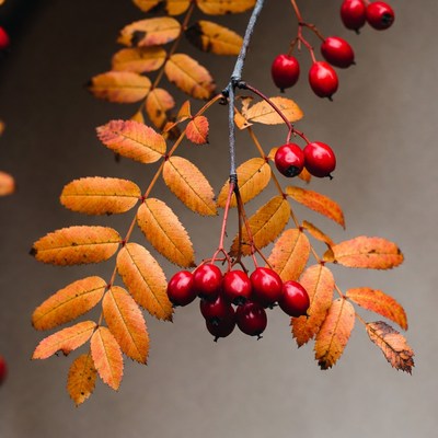 Red Mountain Ash Berries on Autumn Leaves