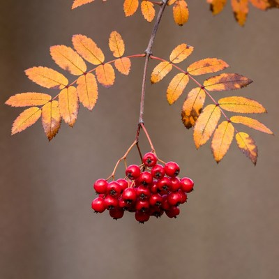Red Mountain Ash Berries with Autumn Leaves