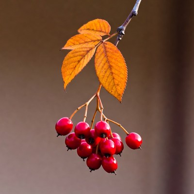 Red Mountain Ash Berries with Orange Leaves