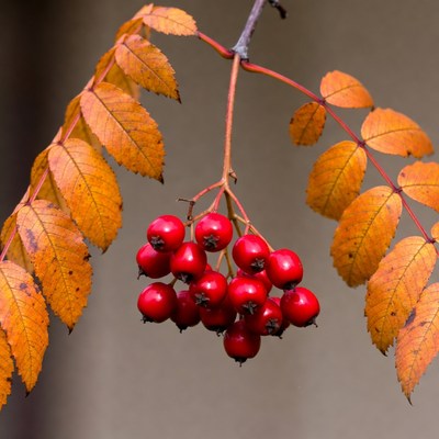 Red Mountain Ash Berries on Autumn Branch
