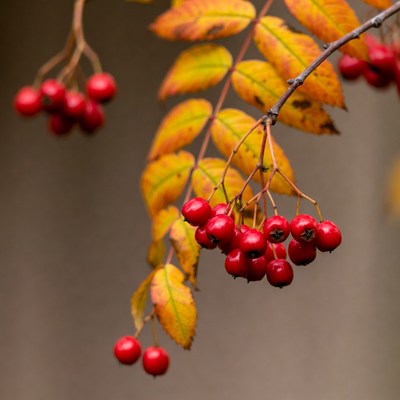 Red Mountain Ash Berries on Autumn Branches